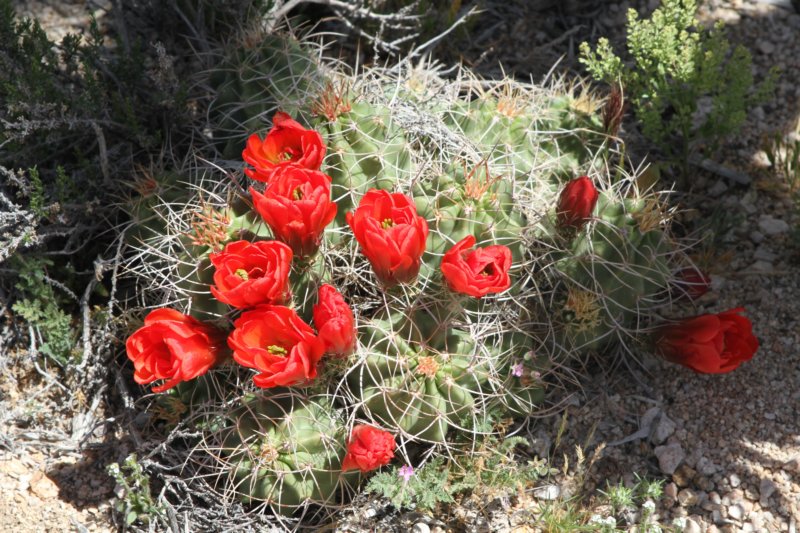 echinocereustriglochiadatusvarmojavensis.jpg