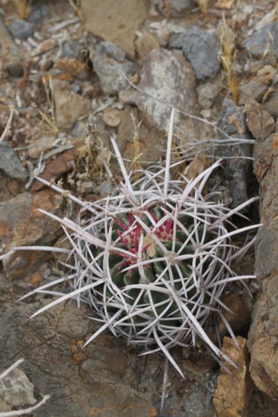 echinocactuspolycephalus.jpg