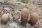 ferocactusacanthodes_small.jpg