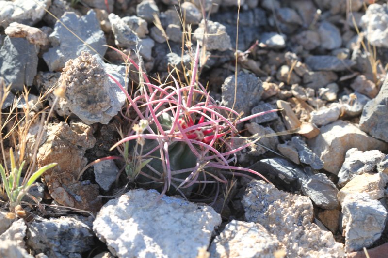 echinocactuspolycephalus.jpg