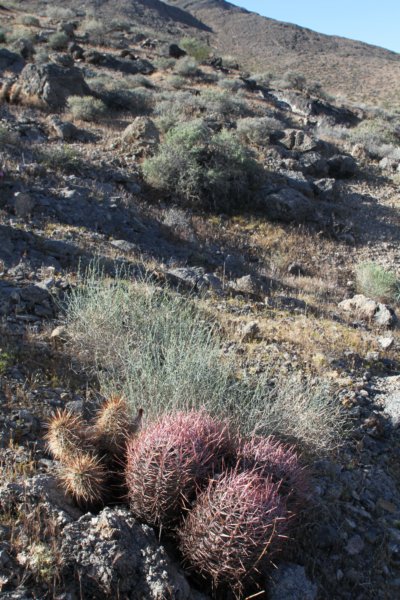 habitatechinocereusengelmanniilhsechinocactuspolycephalusrhs.jpg