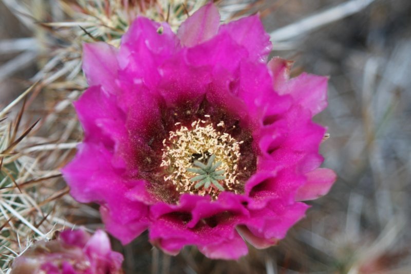 echinocereusengelmannii.jpg