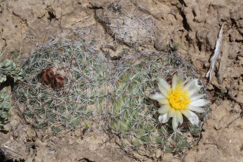 pediocactussimpsonii.jpg