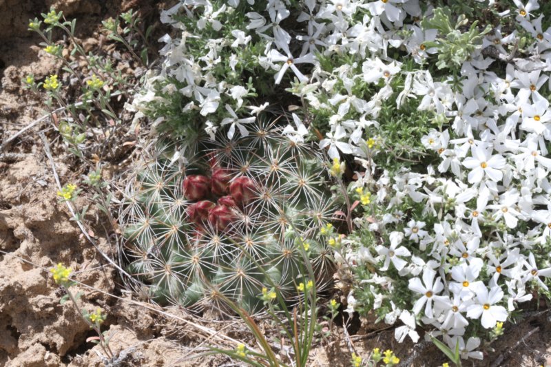 pediocactussimpsonii4.jpg