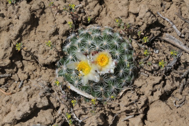 pediocactussimpsonii5.jpg