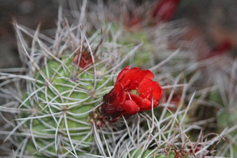 echinocereustriglochiadatusvarmojavensis.jpg