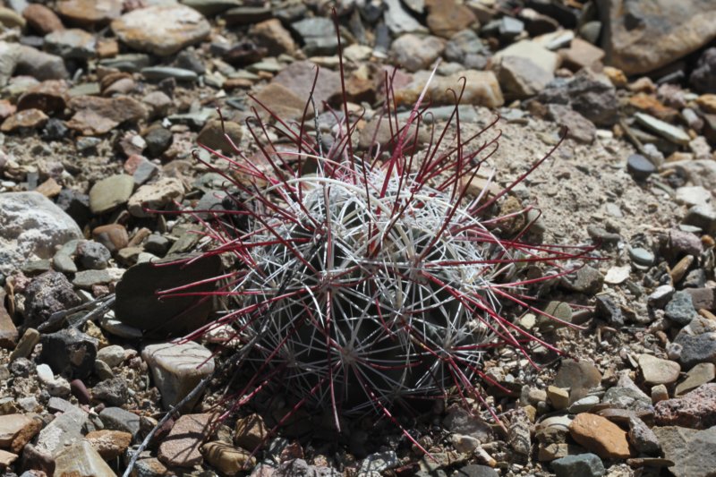 sclerocactusnyensis.jpg