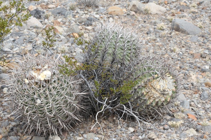 echinocactuspolycephalus.jpg