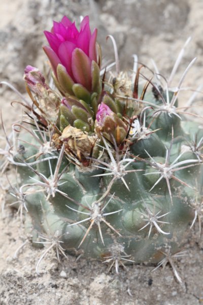 sclerocactuscloveraeparviflorus3.jpg