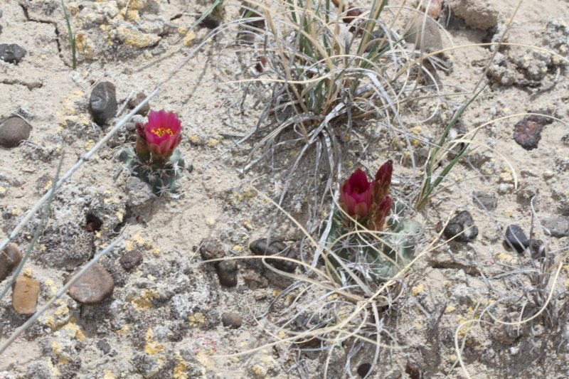 sclerocactuscloveraeparviflorus4.jpg