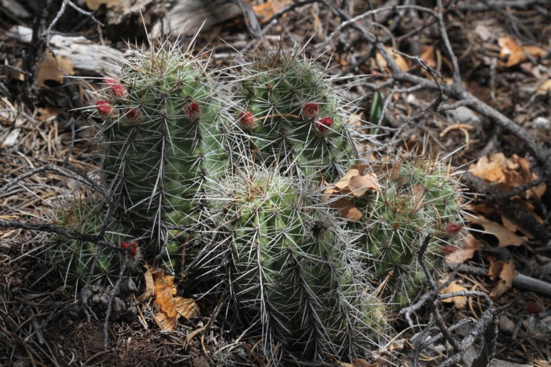 echinocereuscoccineus.jpg