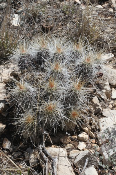 echinocereusstramineus.jpg