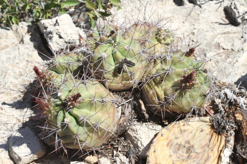 echinocereustriglochiadatus2.jpg