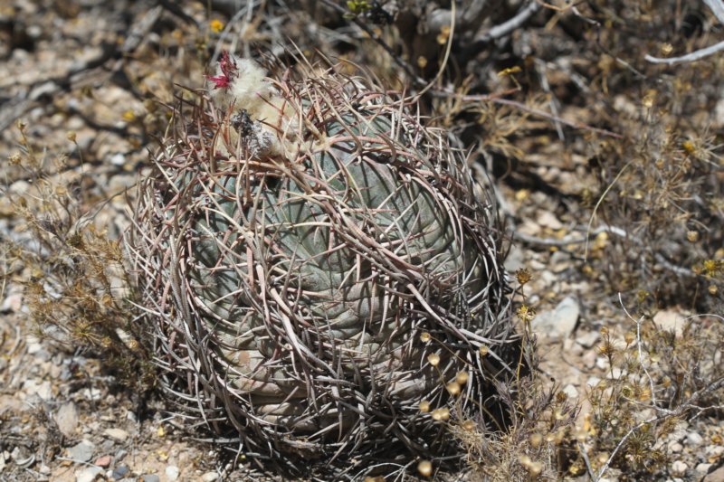 echinocactushorizonthalonius.jpg