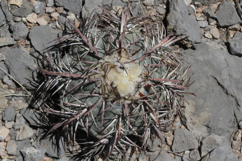 echinocactushorizonthalonius3.jpg