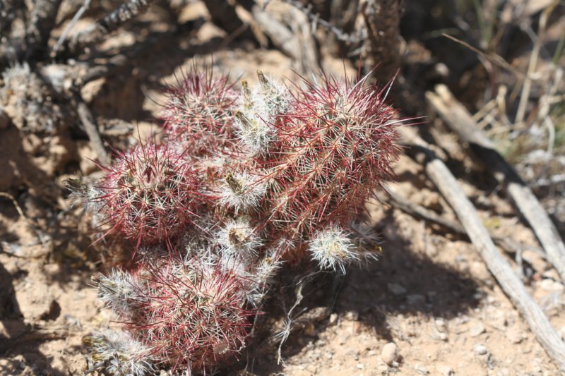 echinocereuschloranthus.jpg