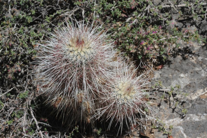 echinocereuschloranthus2.jpg