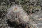 echinocereuschloranthus2_small.jpg