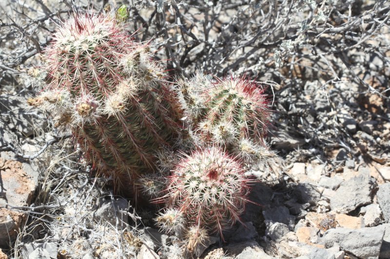 echinocereuschloranthus3.jpg