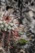 echinocereuschloranthus4_small.jpg