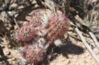 echinocereuschloranthus_small.jpg