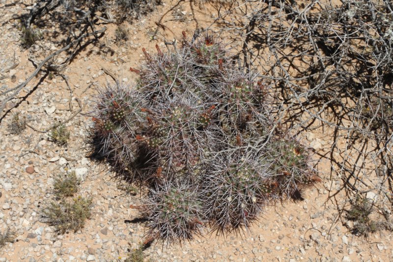 echinocereuscoccineusvarrosei.jpg