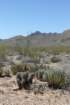 echinocereuscoccineusvarrosei2_small.jpg