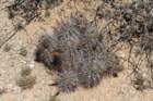 echinocereuscoccineusvarrosei_small.jpg