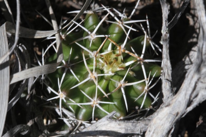 echinocereusfendlerijuvenile.jpg