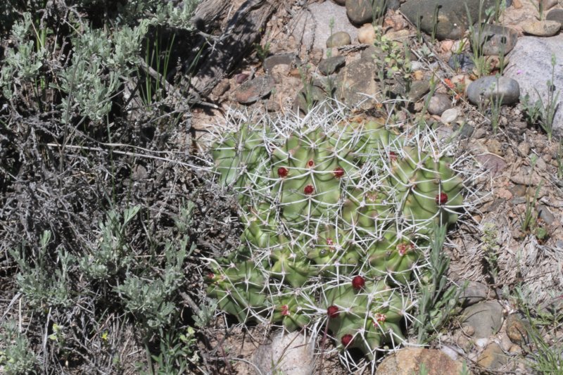 echinocereustriglochiadatus.jpg