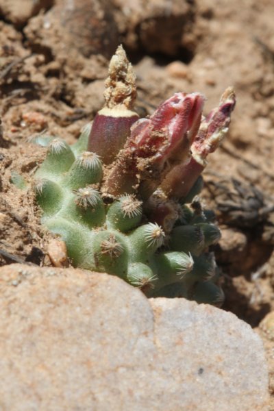 pediocactusknowltonii.jpg