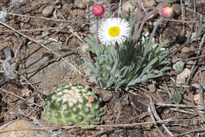 pediocactusknowltonii5.jpg