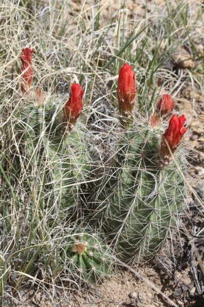 echinocereuscoccineus.jpg