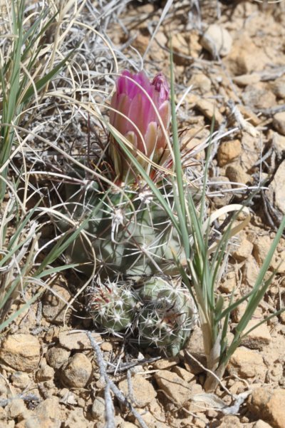 sclerocactusparviflorus.jpg