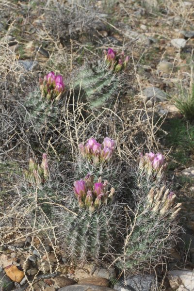 sclerocactuswhippleivarheilii.jpg