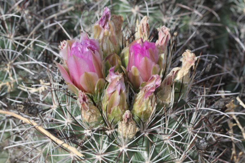 sclerocactuswhippleivarheilii2.jpg