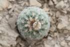 coloradoamesaeverdesclerocactuspediocactus4_small.jpg