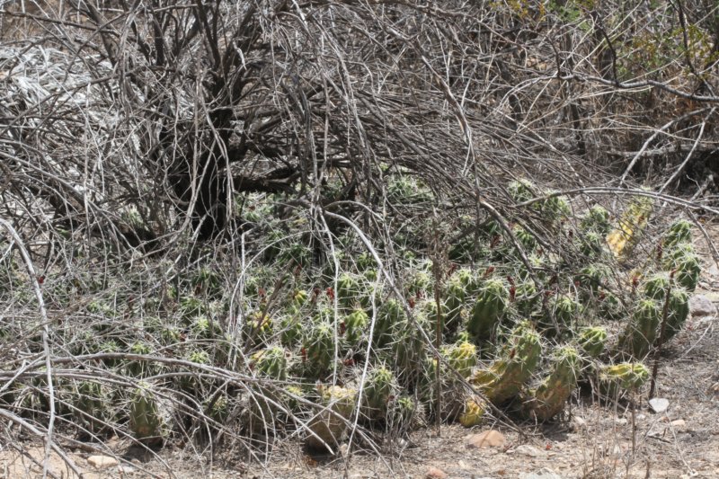 echinocereusenneacanthus2.jpg