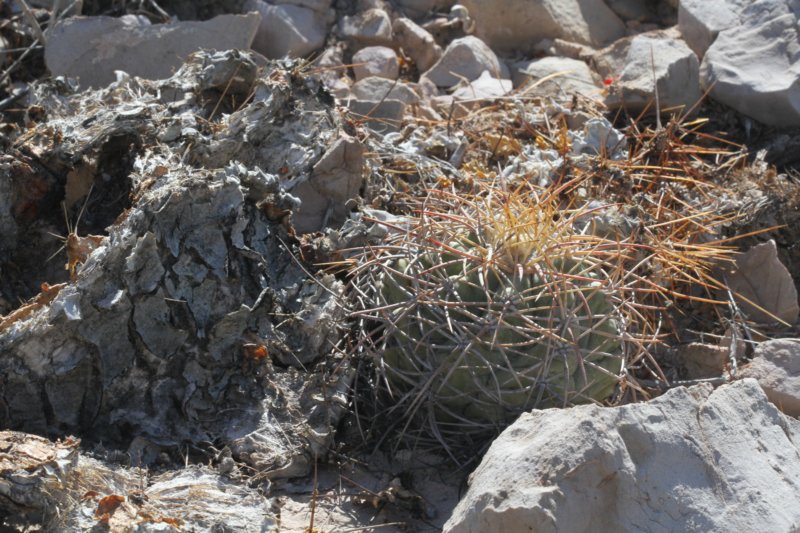 echinocactushorizontalonius.jpg