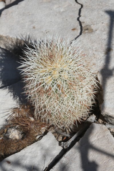 echinocereusdasyacanthus.jpg