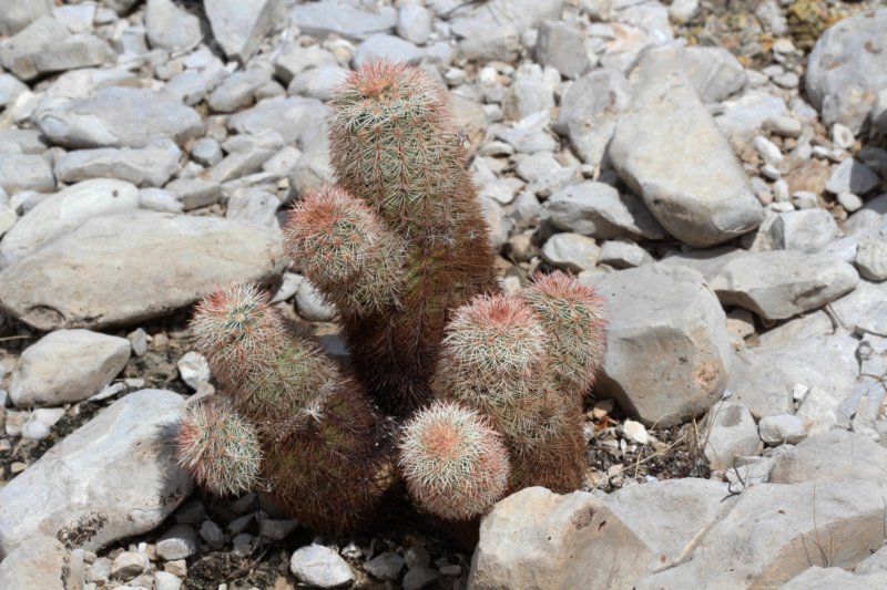 echinocereusdasyacanthus.jpg