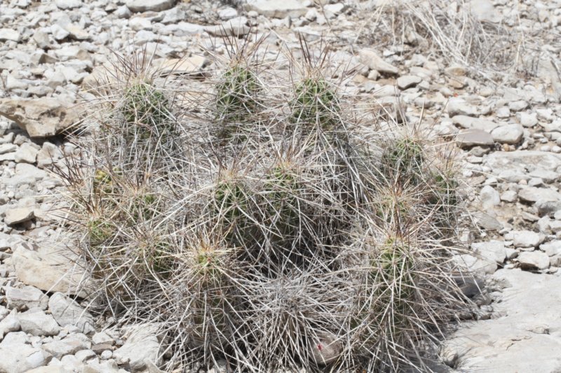 echinocereusenneacanthus3.jpg