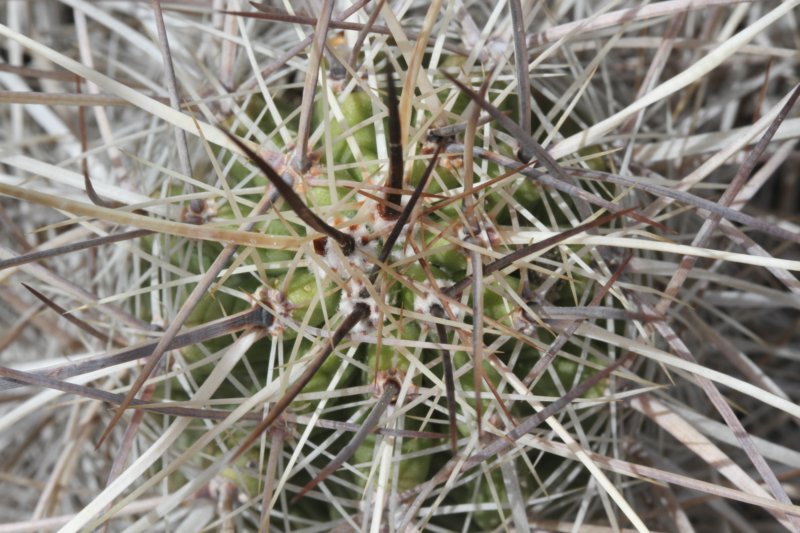 echinocereusenneacanthus4.jpg