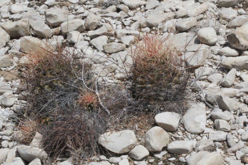 hamatocactushamatacanthusferocactus.jpg