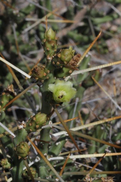 cylindropuntialeptocaulis3.jpg