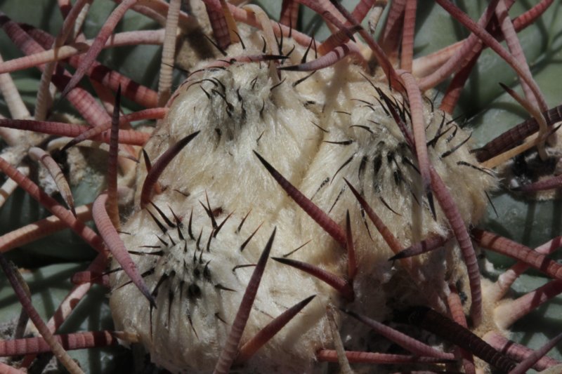 echinocactushorizonthalonius.jpg