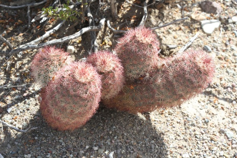 echinocereusdasyacanthus.jpg