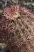 echinocereusdasyacanthus2_small.jpg