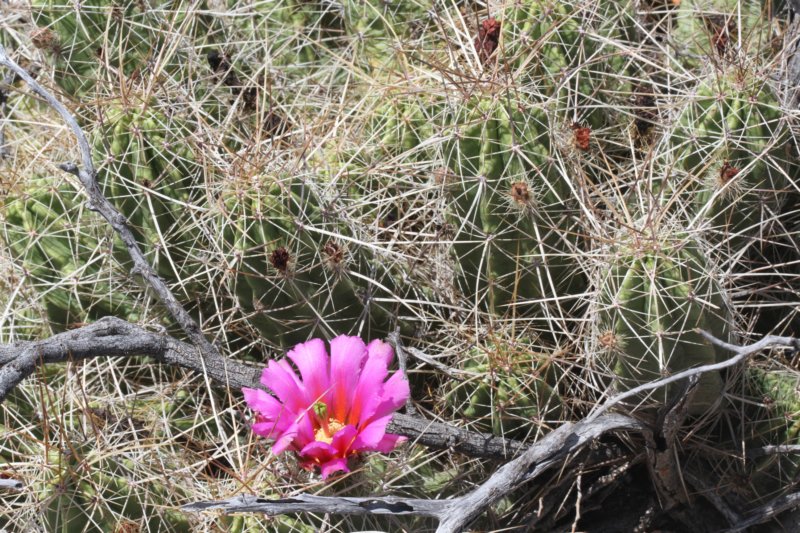 echinocereusenneacanthus3.jpg