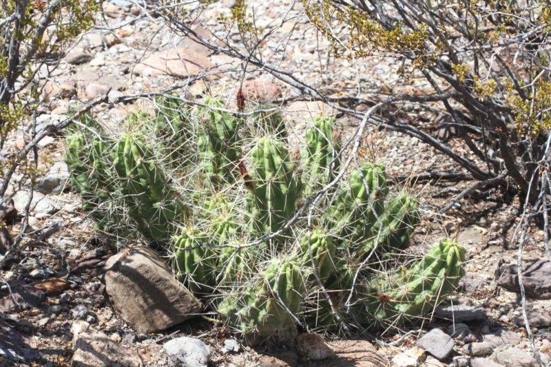 echinocereusenneacanthus4.jpg